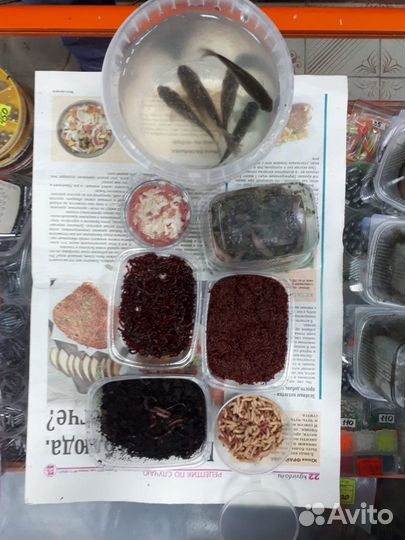 Живые насадки для рыбалки