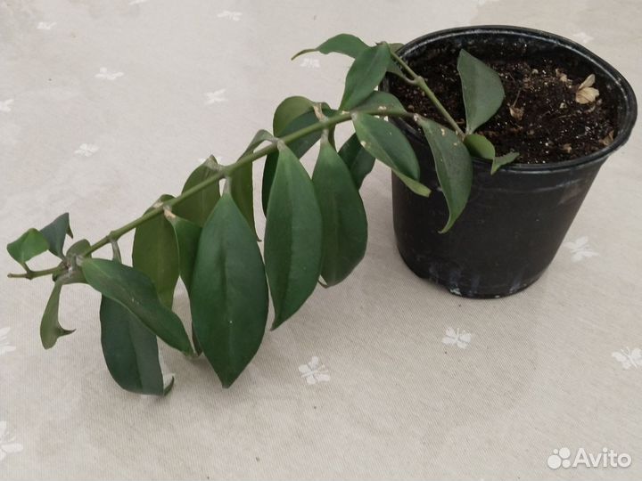 Эсхинантус