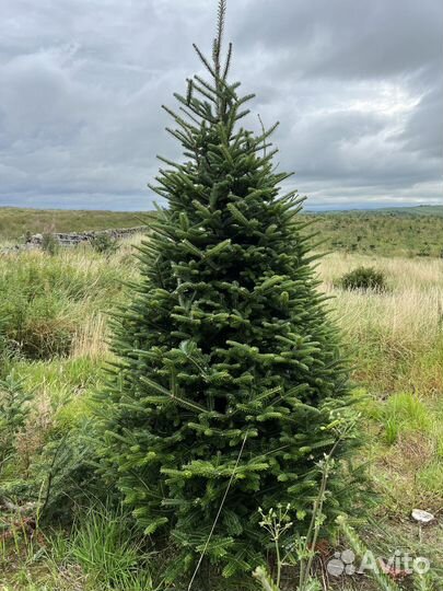 Пихта Фразера из Шотландии