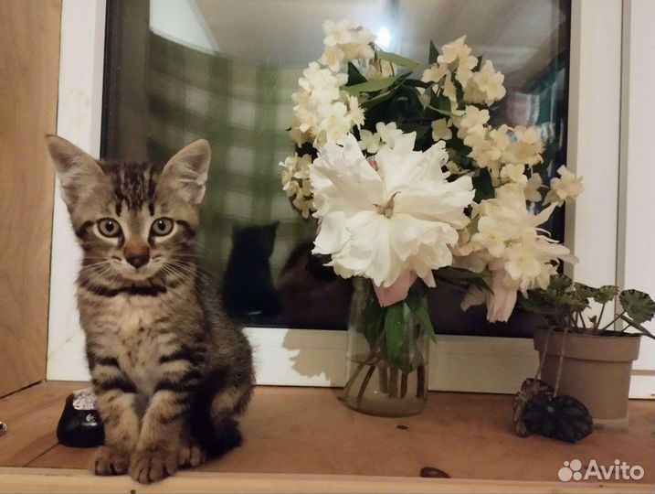 Котики бесплатно