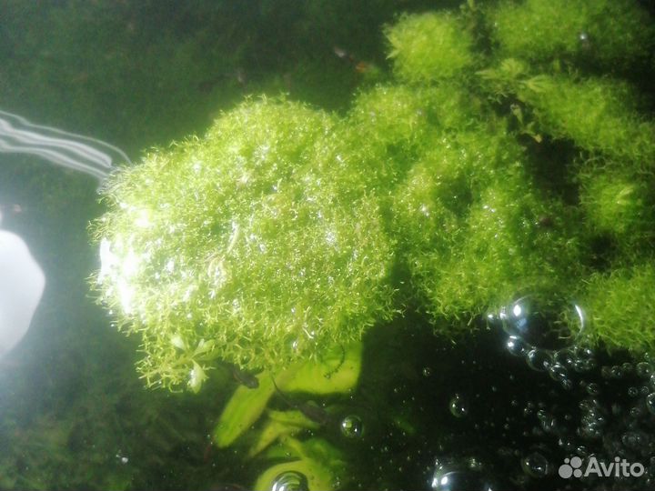 Аквариумные мхи