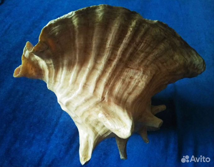 Большая морская раковина