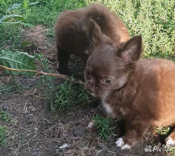 Щенки чихуахуа