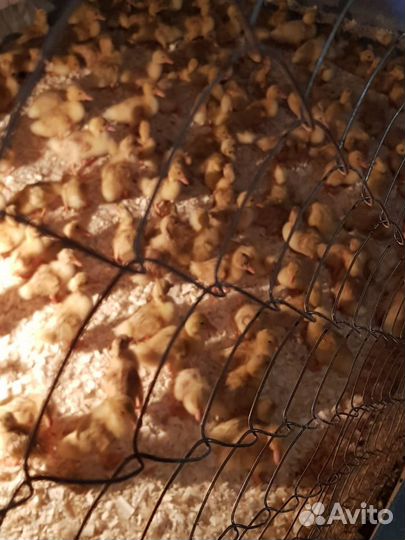 Утята бройлерные стар53, агидель. Инкуб. яйцо