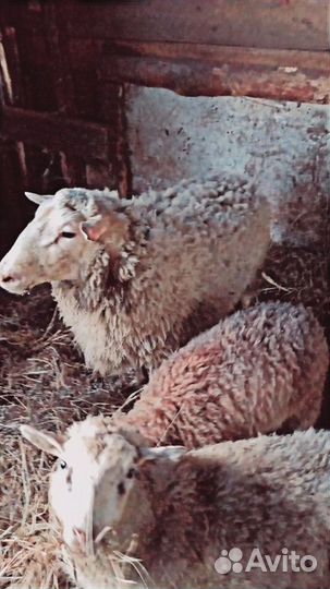 Бараны куйбышевские