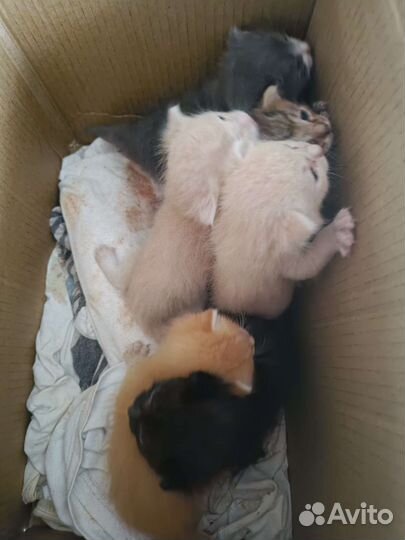 Sosкотята ищут дом