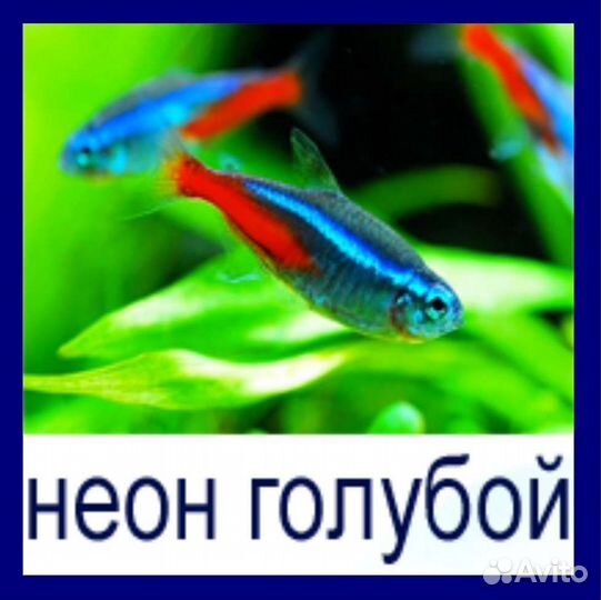 Аквариумные рыбки неоны голубые купить в магазине