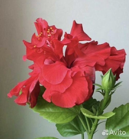 Гибискус красный махровый