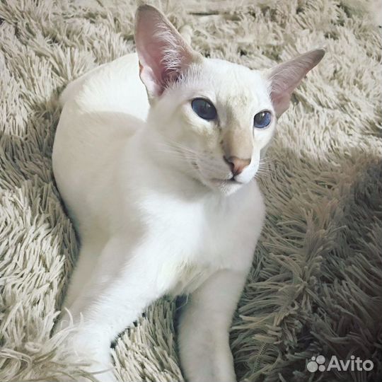 Вязка ориентал