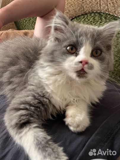 Шотландский котик