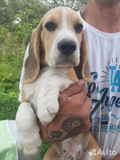 Бигль мальчики и девочки