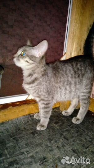 Мышка,кошечка