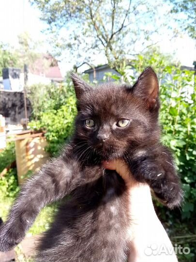 Котята