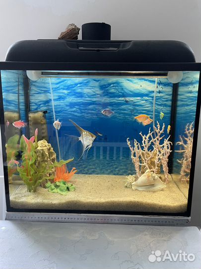 Аквариум
