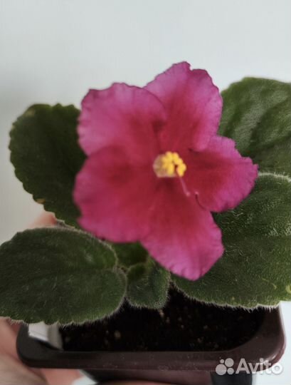 Цветущие стартеры фиалок