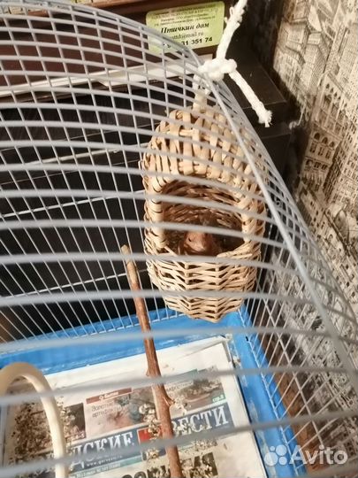 Зебровые амадины