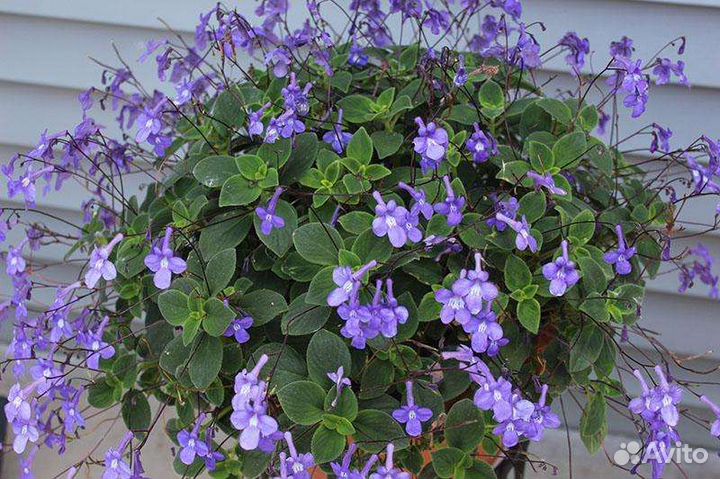 Стрептокарпелла