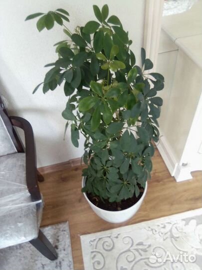 Комнатные цветы разные с горшком