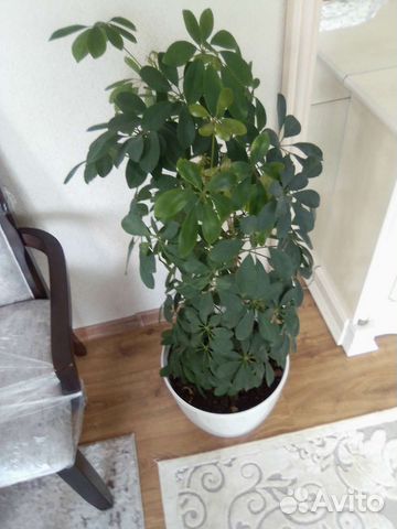 Комнатные цветы разные с горшком