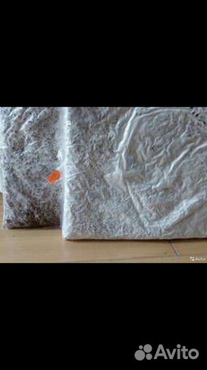 Мицелий вешенки