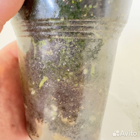 Антуриум эссенция