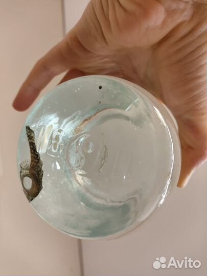 Сомик в банке, бесплатно