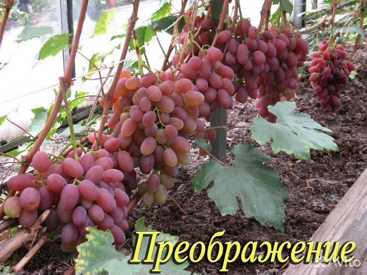 Саженцы винограда