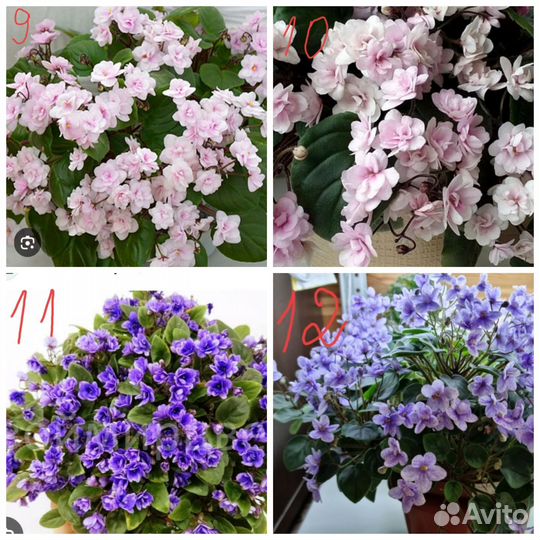 Фиалки трейлеры