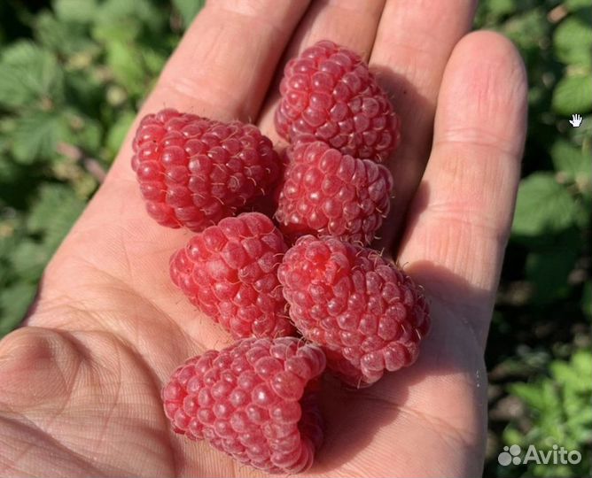 Ремонтантная малина Карамелька