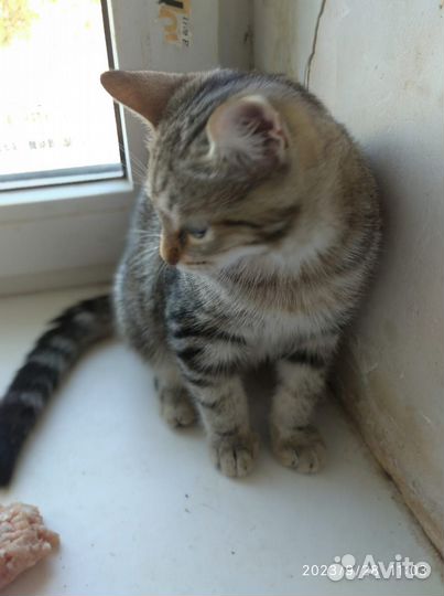 Котик - подросток в добрые руки