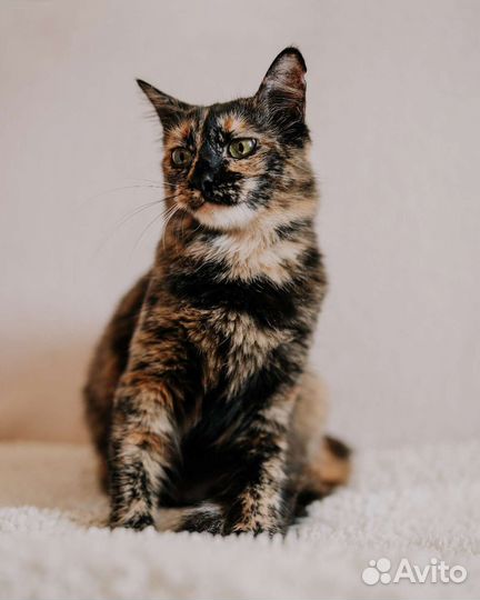 Кошка Марта окрас черепашка