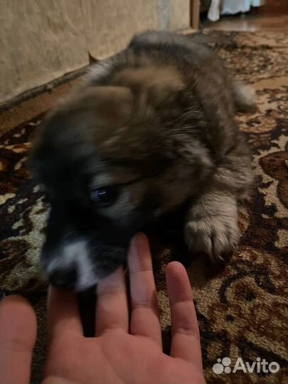 Собака в добрые руки щенок хаски