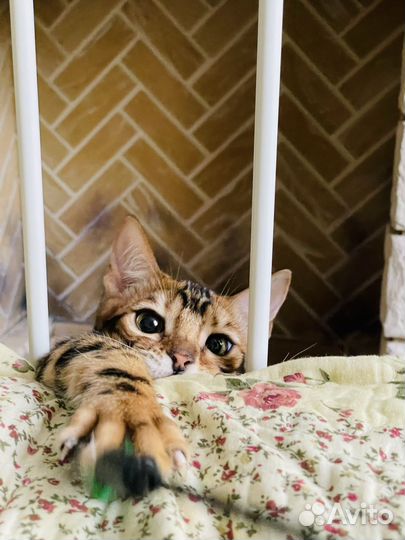 Бенгальский котёнок