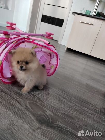 Щенки померанского шпица