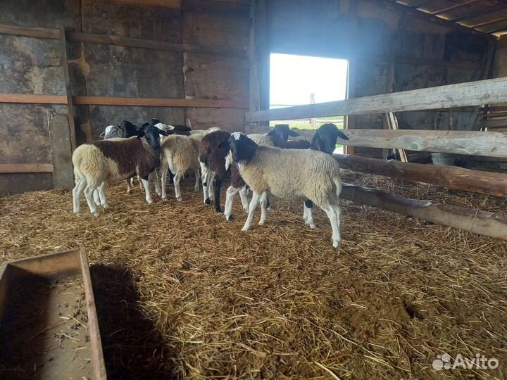 Бараны дорпер