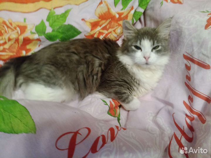 Кошка Василиса