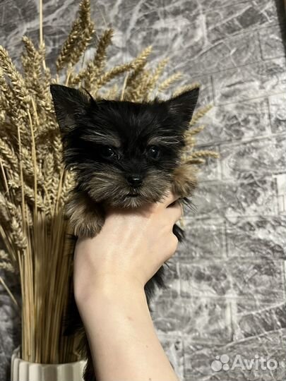 Мини йорики