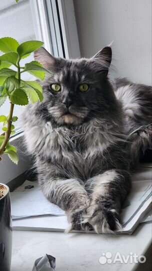 Кот для вязки