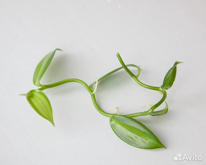 Орхидея Ваниль Вариегатная