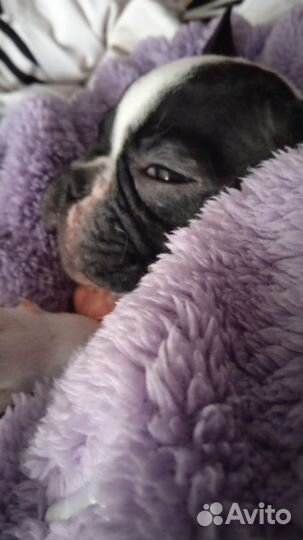 Французский бульдог щенки