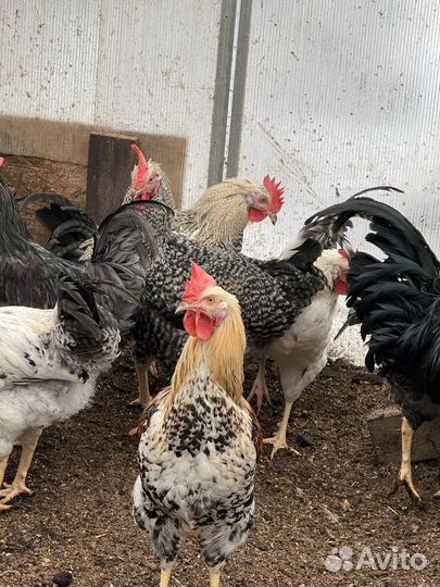 Молодые петушки