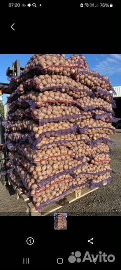 Картофель оптом