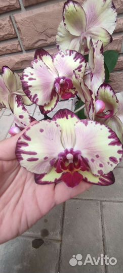 Орхидеи фаленопсис цветущие
