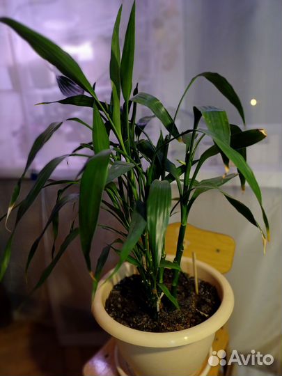 Бамбук растение