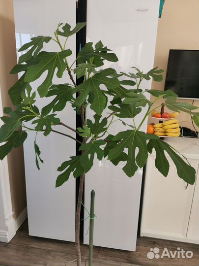 Саженцы инжира 3 х летки, в горшках 8 литров