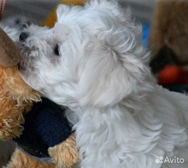 Бишон Фризе