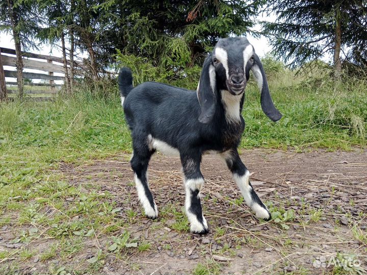 Нубийский козлик