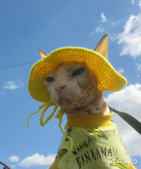 Шляпка для кошки/кота