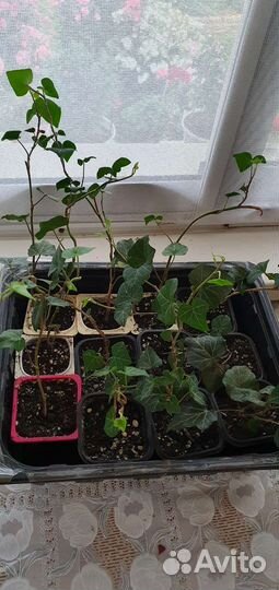 Плющ уличный вечнозелёный