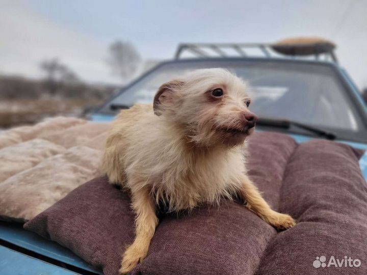 Приют зоопапа курск. Найдена собака сегодня Ярославская область.